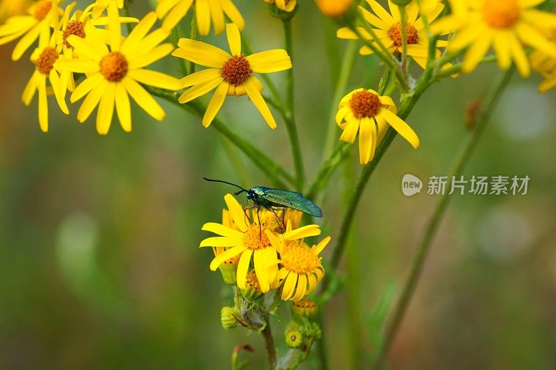 蝴蝶，绿林人(Adscita statices)在黄花上